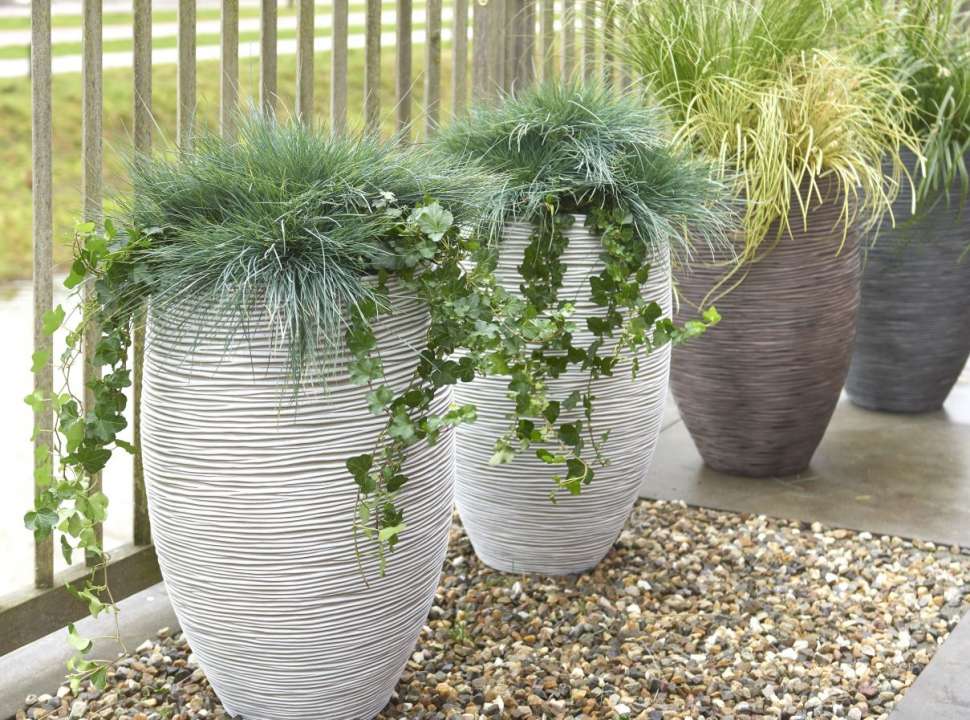 Pot Bloemen Voor Buiten Bloemen